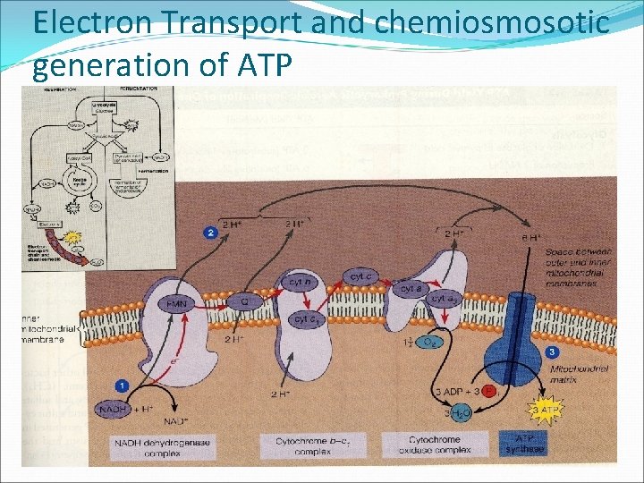 Electron Transport and chemiosmosotic generation of ATP 