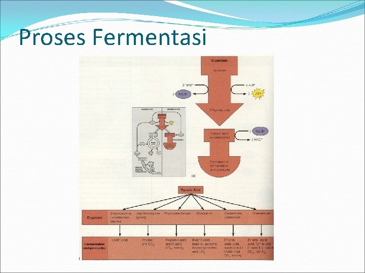 Proses Fermentasi 