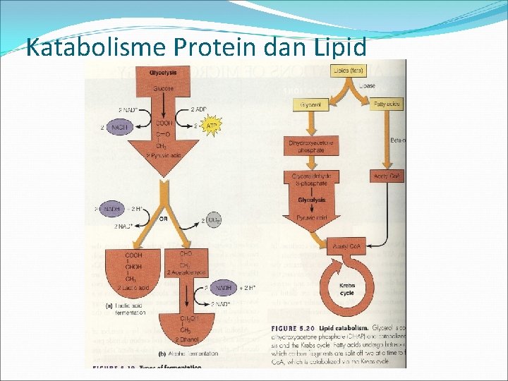 Katabolisme Protein dan Lipid 