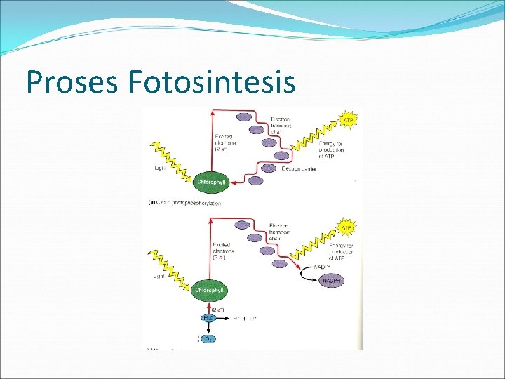 Proses Fotosintesis 