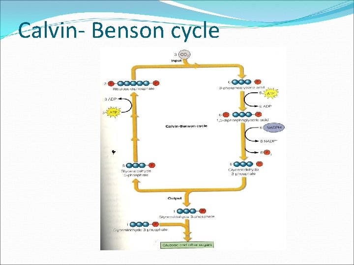 Calvin- Benson cycle 