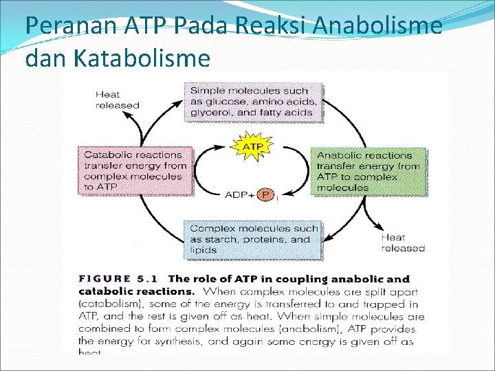 Peranan ATP Pada Reaksi Anabolisme dan Katabolisme 