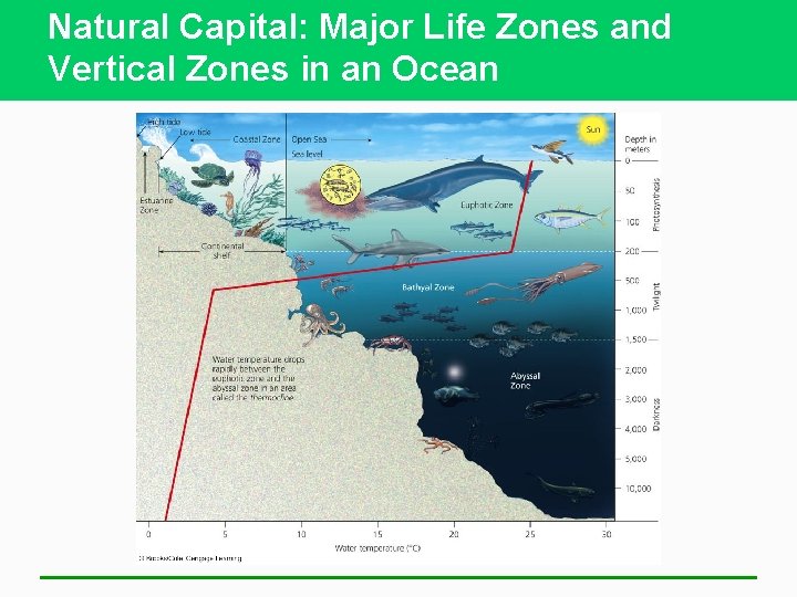 Natural Capital: Major Life Zones and Vertical Zones in an Ocean 