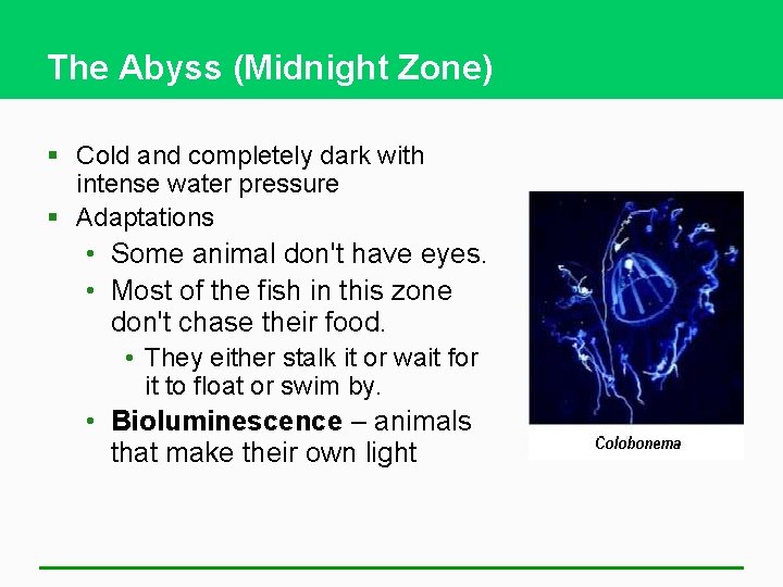 The Abyss (Midnight Zone) § Cold and completely dark with intense water pressure §