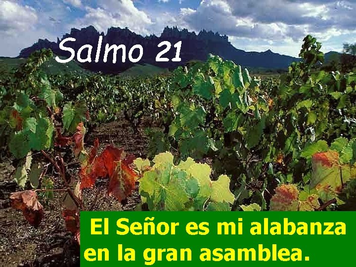 Salmo 21 El Señor es mi alabanza en la gran asamblea. 