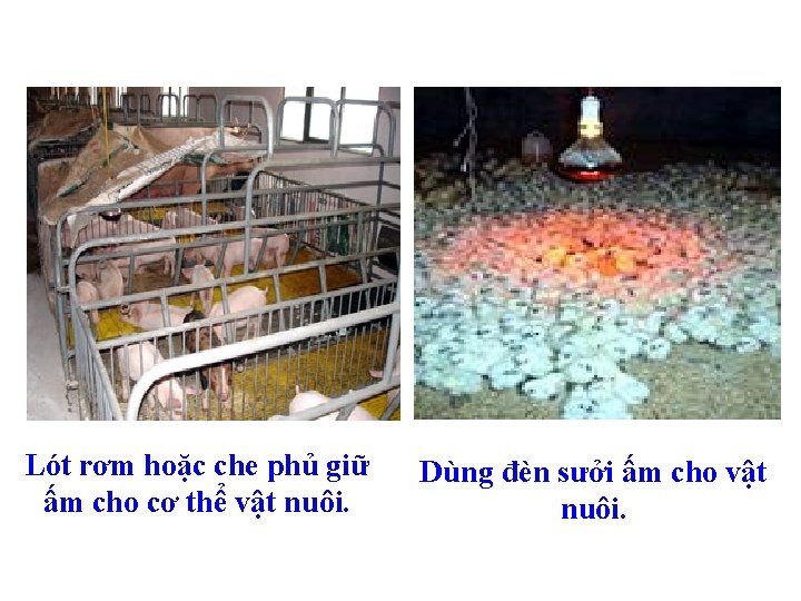 Lót rơm hoặc che phủ giữ ấm cho cơ thể vật nuôi. Dùng đèn