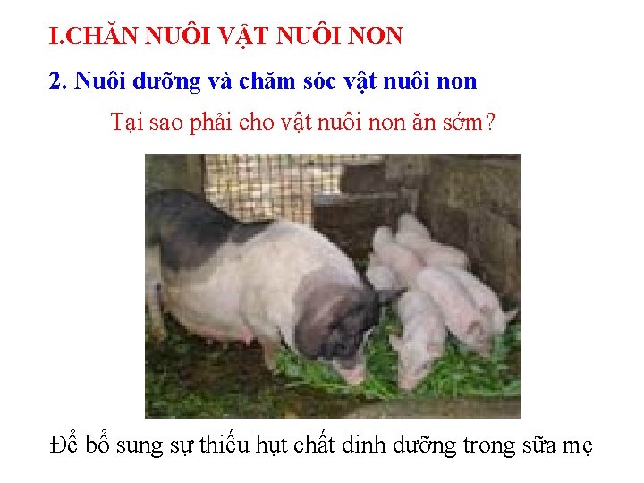 I. CHĂN NUÔI VẬT NUÔI NON 2. Nuôi dưỡng và chăm sóc vật nuôi