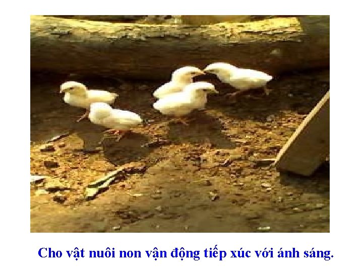Cho vật nuôi non vận động tiếp xúc với ánh sáng. 