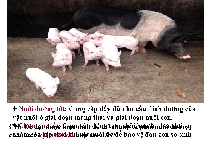 + Nuôi dưỡng tốt: Cung cấp đầy đủ nhu cầu dinh dưỡng của vật