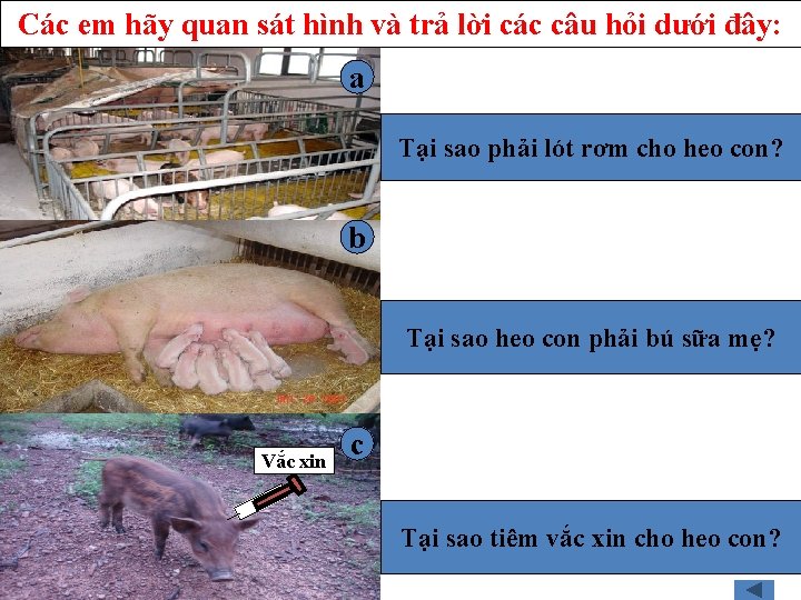 Các em hãy quan sát hình và trả lời các câu hỏi dưới đây: