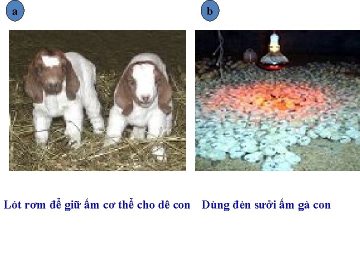 a b Lót rơm để giữ ấm cơ thể cho dê con Dùng đèn