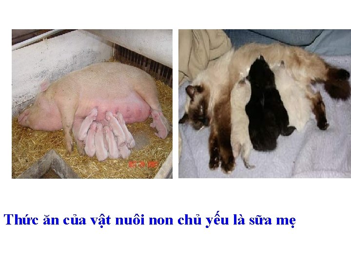 Thức ăn của vật nuôi non chủ yếu là sữa mẹ 
