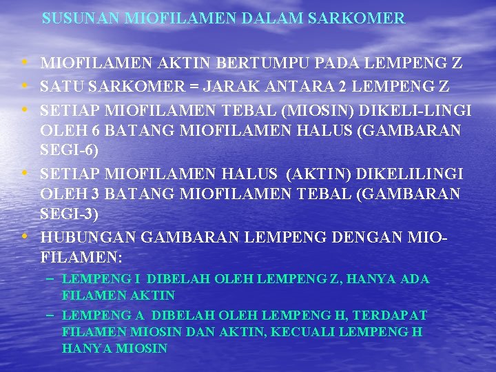 SUSUNAN MIOFILAMEN DALAM SARKOMER • MIOFILAMEN AKTIN BERTUMPU PADA LEMPENG Z • SATU SARKOMER SUSUNAN MIOFILAMEN DALAM SARKOMER • MIOFILAMEN AKTIN BERTUMPU PADA LEMPENG Z • SATU SARKOMER