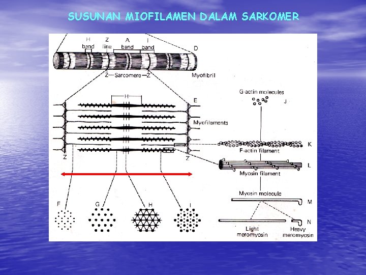SUSUNAN MIOFILAMEN DALAM SARKOMER SUSUNAN MIOFILAMEN DALAM SARKOMER