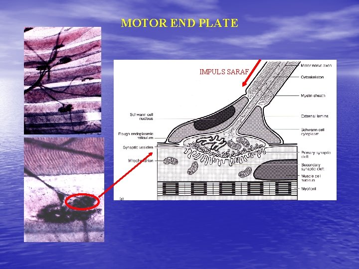 MOTOR END PLATE IMPULS SARAF 