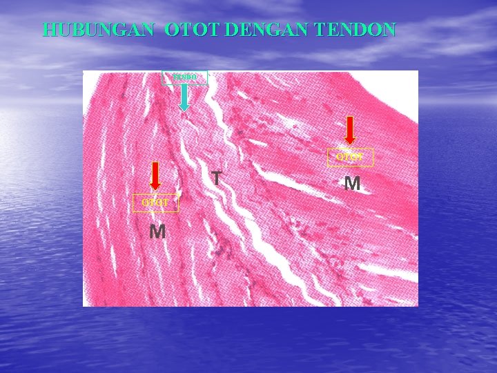 HUBUNGAN OTOT DENGAN TENDO OTOT HUBUNGAN OTOT DENGAN TENDO OTOT