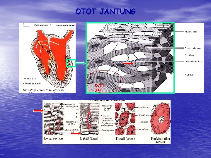 OTOT JANTUNG SATU SEL OTOT JANTUNG SATU SEL