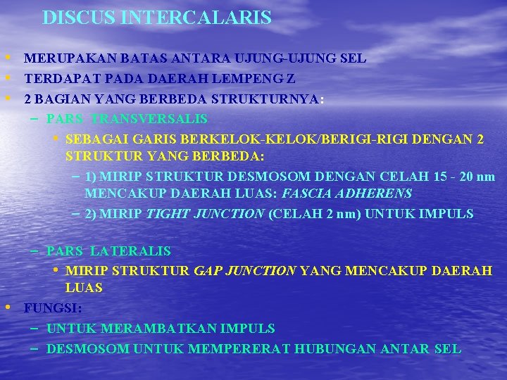 DISCUS INTERCALARIS • MERUPAKAN BATAS ANTARA UJUNG-UJUNG SEL • TERDAPAT PADA DAERAH LEMPENG Z