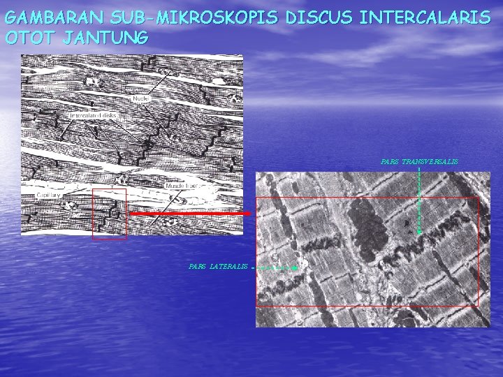 GAMBARAN SUB-MIKROSKOPIS DISCUS INTERCALARIS OTOT JANTUNG PARS TRANSVERSALIS PARS LATERALIS GAMBARAN SUB-MIKROSKOPIS DISCUS INTERCALARIS OTOT JANTUNG PARS TRANSVERSALIS PARS LATERALIS