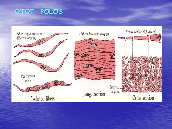 OTOT POLOS OTOT POLOS