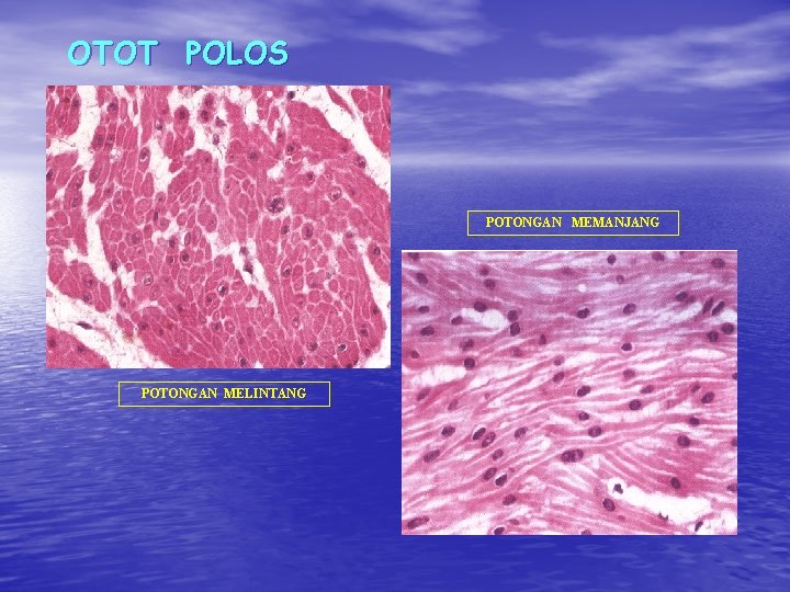 OTOT POLOS POTONGAN MEMANJANG POTONGAN MELINTANG 