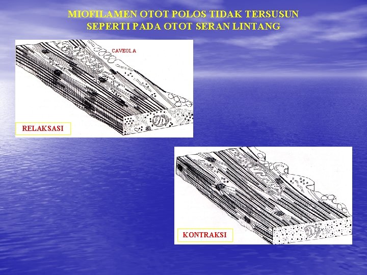 MIOFILAMEN OTOT POLOS TIDAK TERSUSUN SEPERTI PADA OTOT SERAN LINTANG CAVEOLA RELAKSASI KONTRAKSI 