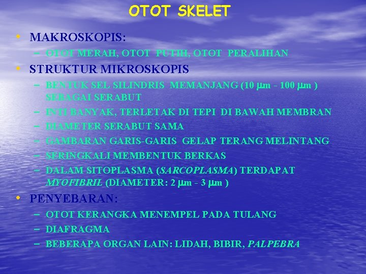 OTOT SKELET • MAKROSKOPIS: – OTOT MERAH, OTOT PUTIH, OTOT PERALIHAN • STRUKTUR MIKROSKOPIS OTOT SKELET • MAKROSKOPIS: – OTOT MERAH, OTOT PUTIH, OTOT PERALIHAN • STRUKTUR MIKROSKOPIS