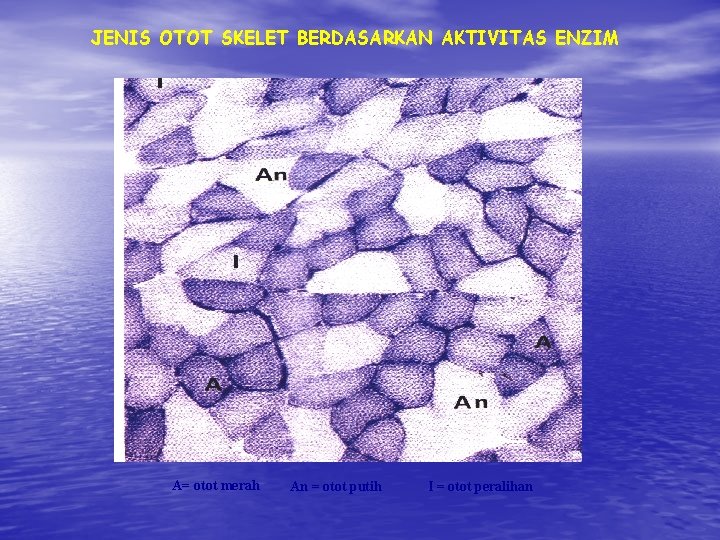 JENIS OTOT SKELET BERDASARKAN AKTIVITAS ENZIM A= otot merah An = otot putih I JENIS OTOT SKELET BERDASARKAN AKTIVITAS ENZIM A= otot merah An = otot putih I