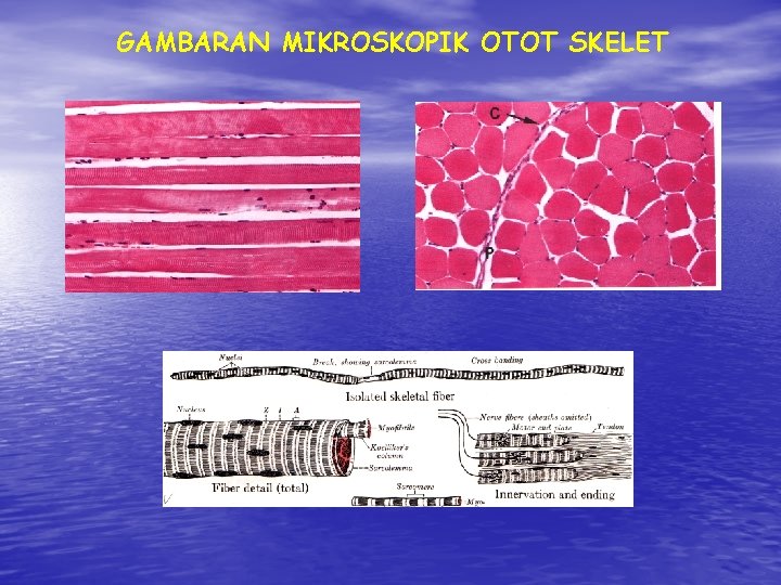 GAMBARAN MIKROSKOPIK OTOT SKELET GAMBARAN MIKROSKOPIK OTOT SKELET