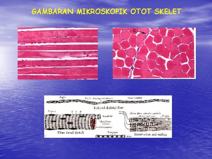 GAMBARAN MIKROSKOPIK OTOT SKELET 