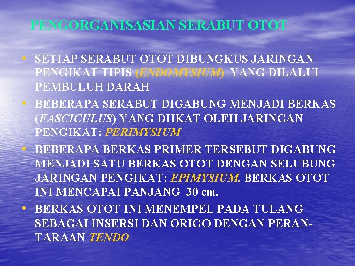 PENGORGANISASIAN SERABUT OTOT • SETIAP SERABUT OTOT DIBUNGKUS JARINGAN • • • PENGIKAT TIPIS PENGORGANISASIAN SERABUT OTOT • SETIAP SERABUT OTOT DIBUNGKUS JARINGAN • • • PENGIKAT TIPIS