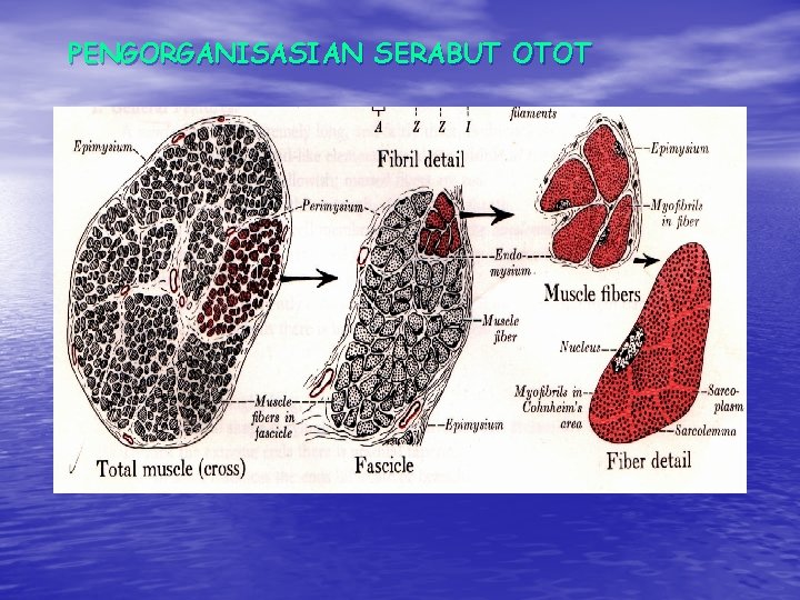 PENGORGANISASIAN SERABUT OTOT PENGORGANISASIAN SERABUT OTOT