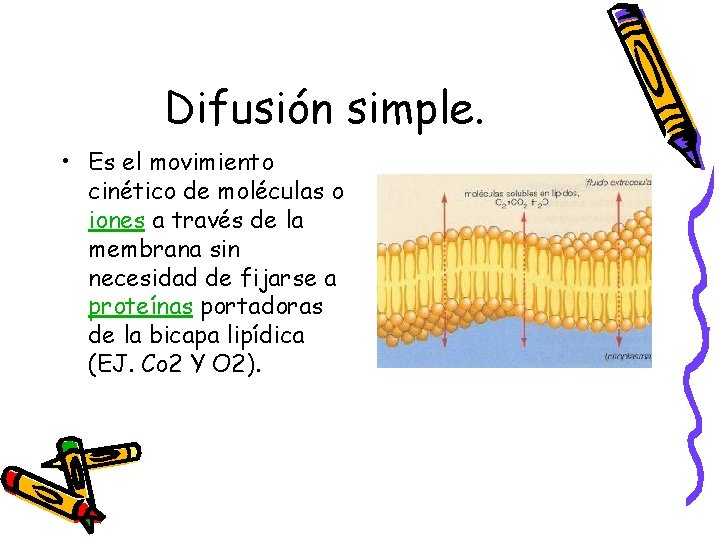 Difusión simple. • Es el movimiento cinético de moléculas o iones a través de