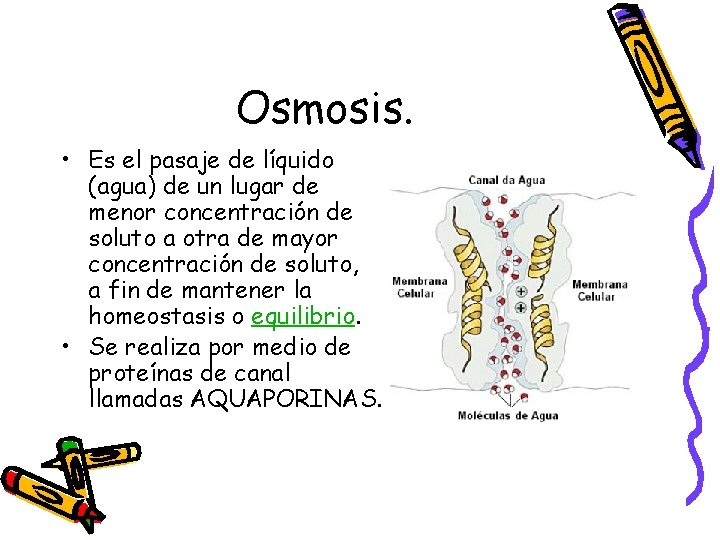 Osmosis. • Es el pasaje de líquido (agua) de un lugar de menor concentración