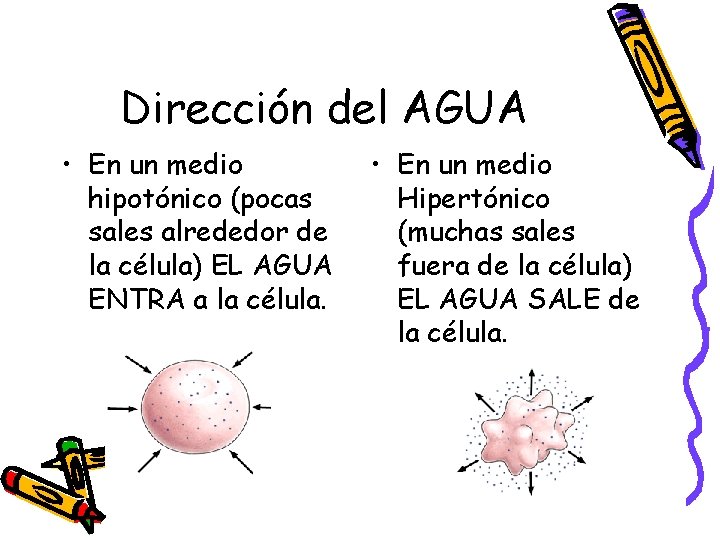 Dirección del AGUA • En un medio hipotónico (pocas sales alrededor de la célula)