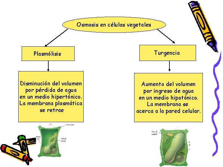 Osmosis en células vegetales Plasmólisis Disminución del volumen por pérdida de agua en un