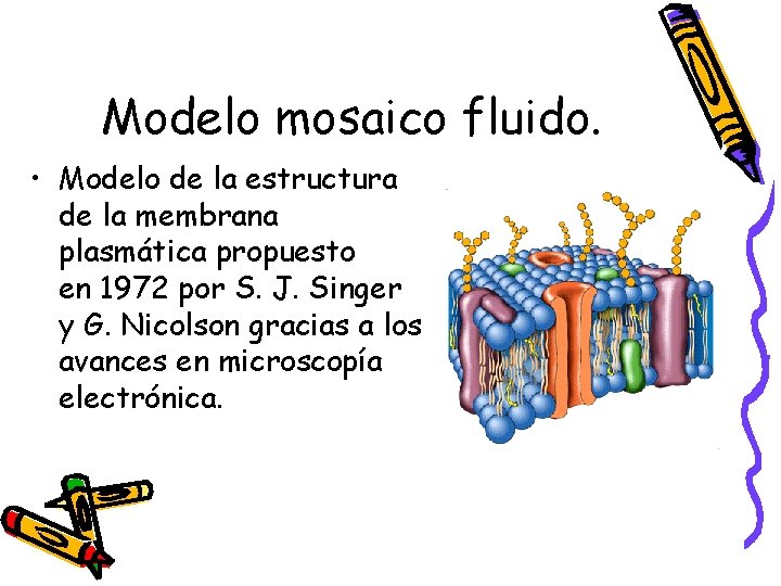 Modelo mosaico fluido. • Modelo de la estructura de la membrana plasmática propuesto en