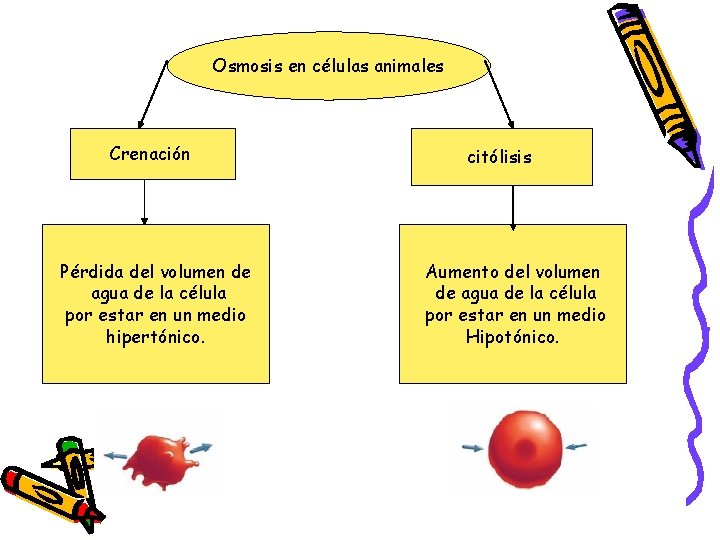 Osmosis en células animales Crenación Pérdida del volumen de agua de la célula por