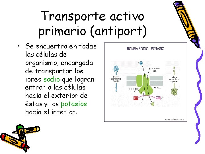 Transporte activo primario (antiport) • Se encuentra en todas las células del organismo, encargada