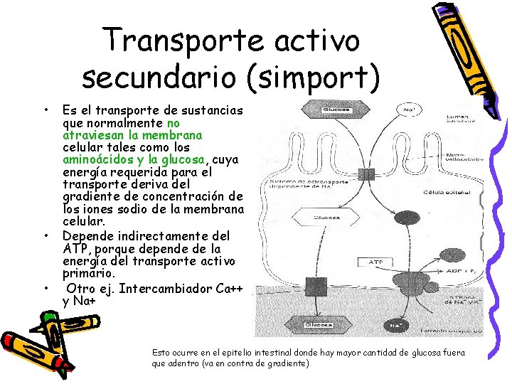Transporte activo secundario (simport) • • • Es el transporte de sustancias que normalmente