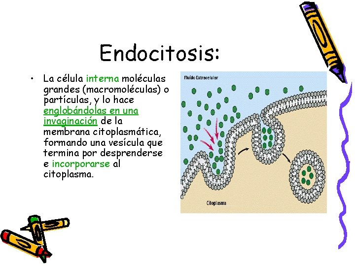 Endocitosis: • La célula interna moléculas grandes (macromoléculas) o partículas, y lo hace englobándolas