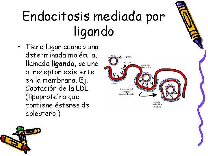 Endocitosis mediada por ligando • Tiene lugar cuando una determinada molécula, llamada ligando, se