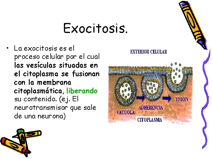 Exocitosis. • La exocitosis es el proceso celular por el cual las vesículas situadas