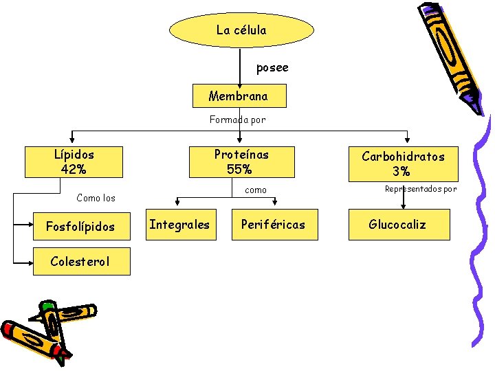La célula posee Membrana Formada por Lípidos 42% Proteínas 55% como Como los Fosfolípidos