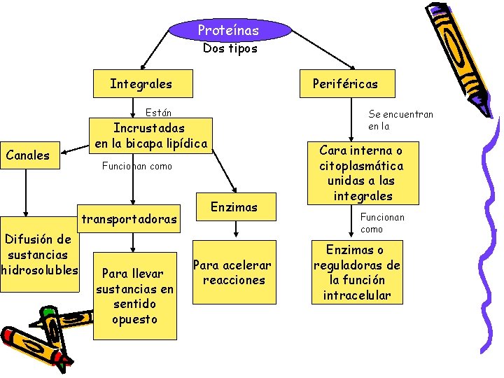 Proteínas Dos tipos Integrales Periféricas Están Canales Incrustadas en la bicapa lipídica Funcionan como