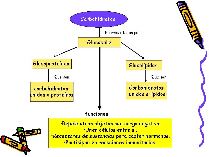 Carbohidratos Representados por Glucocaliz Glucoproteínas Glucolípidos Que son Carbohidratos unidos a lípidos carbohidratos unidos