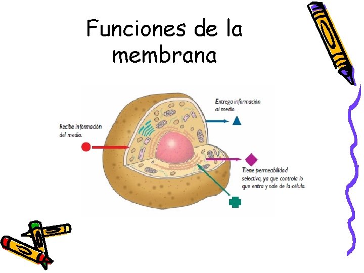 Funciones de la membrana 