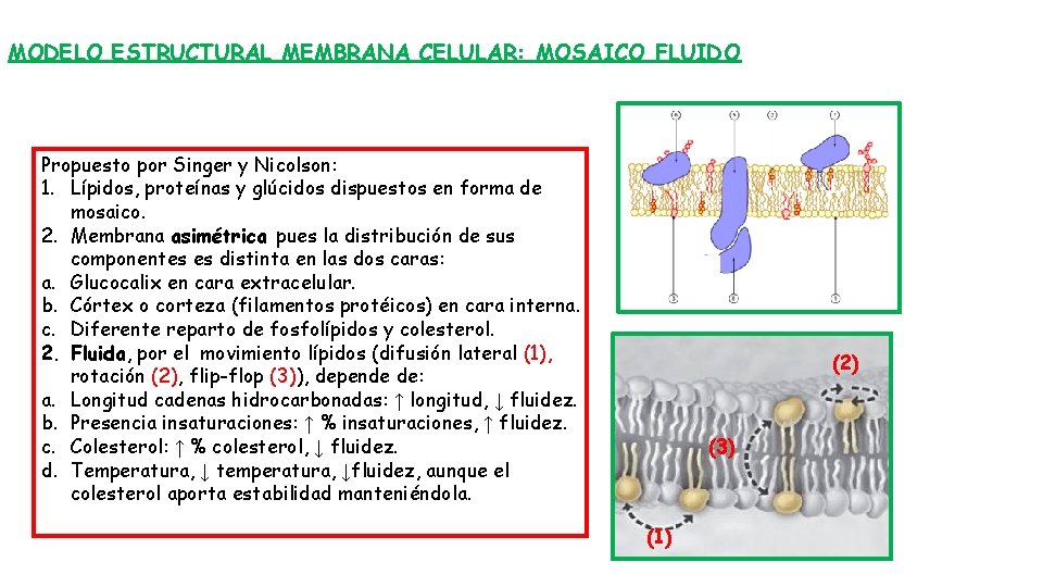 MODELO ESTRUCTURAL MEMBRANA CELULAR: MOSAICO FLUIDO Propuesto por Singer y Nicolson: 1. Lípidos, proteínas