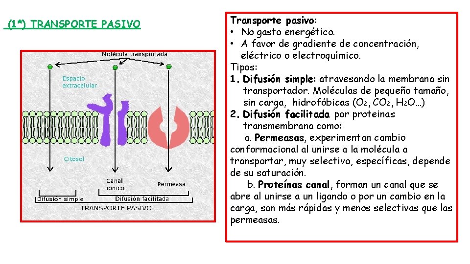 (1*) TRANSPORTE PASIVO Transporte pasivo: • No gasto energético. • A favor de gradiente