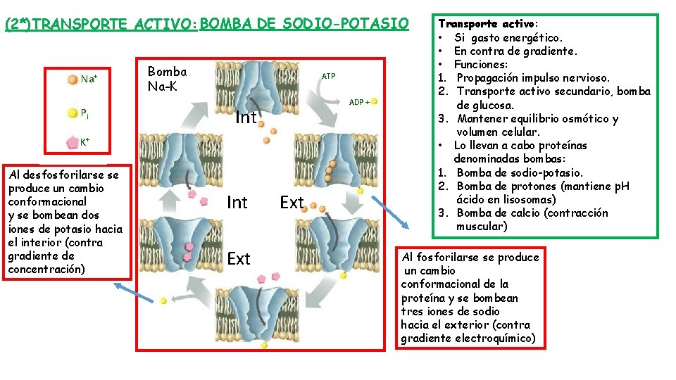 (2*)TRANSPORTE ACTIVO: BOMBA DE SODIO-POTASIO Na+ Pi Bomba Na-K ATP ADP + Int K+